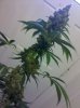 IMG_20110810_181330.jpg