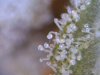 12 Trichomes 4_22_11.jpg