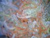 10 Grow3 Wk7 White Widow.jpg