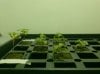 Seedlings 018.jpg