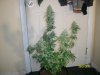 Whole Plant.jpg