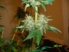 lower buds.jpg