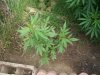 100_1903.jpg