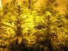 Med grow001.jpg