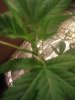IMG_20110813_153636.jpg
