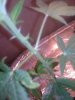 IMG_20110813_153801.jpg