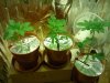 plants no lights.jpg plants no lights.jpg