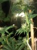 8-14-2011t.jpg