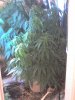 docd187-albums-my-first-grow-picture3248-06-24-08-1944.jpg