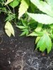 rootspot.jpg