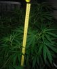 measure2.jpg