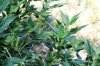 grow 028.jpg grow 028.jpg