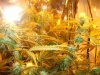 alien white fire og.2.jpg