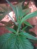 IMG_20110815_153821.jpg