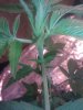 IMG_20110815_153738.jpg
