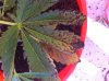 plantcu2.jpg plantcu2.jpg