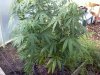 20110818100413.jpg