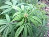 20110818094009.jpg