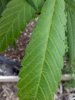 20110818100357.jpg