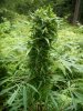early flower cola.jpg