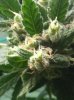 greenhouse week7 flower 159.jpg greenhouse week7 flower 159.jpg