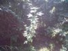IMG00065-20110818-1224.jpg