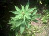 IMG00064-20110818-1223.jpg