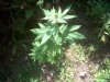 IMG00063-20110818-1223.jpg