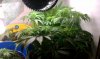 IMAG0152_cleaned.jpg