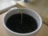 Planted cannabis seed too deep