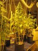 Widow x COKush Aug2011 testers (3).jpg Widow x COKush Aug2011 testers (3).jpg