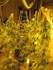 Widow x COKush Aug2011 testers (1).jpg