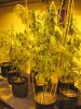 Widow x COKush Aug2011 testers (4).jpg