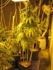 Widow x COKush Aug2011 testers (2).jpg