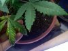 2011-08-21_16-48-32_440.jpg 2011-08-21_16-48-32_440.jpg
