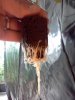 Clone Roots day 12.jpg