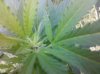 IMG_20110817_165502.jpg