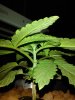 WP_000609.jpg