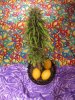 harvest Aug 19 2011 77days 004.jpg harvest Aug 19 2011 77days 004.jpg
