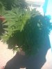 bushy.jpg
