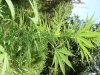 DSCF0049.jpg