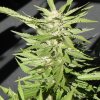 pics of bud 018.jpg