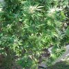 pics of bud 022.jpg
