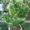 pics of bud 023.jpg