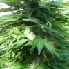 pics of bud 021.jpg