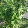 pics of bud 024.jpg