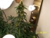 grow 2 019.jpg