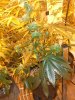 DSCF4913.jpg