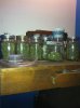 greenhouse week8 081.jpg