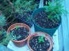 102_1740.jpg